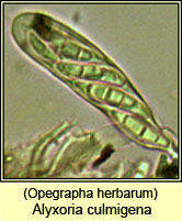 Opegrapha herbarum, spores