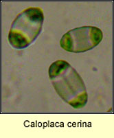 Caloplaca cerina, microscope photograph, ascus