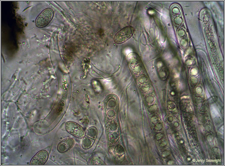 Acrocordia gemmata, ascospores