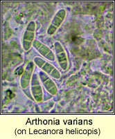 Arthonia varians on Lecanora helicopis