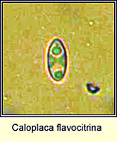 Caloplaca flavocitrina, ascospore