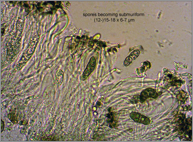 Diplotomma pharcidium