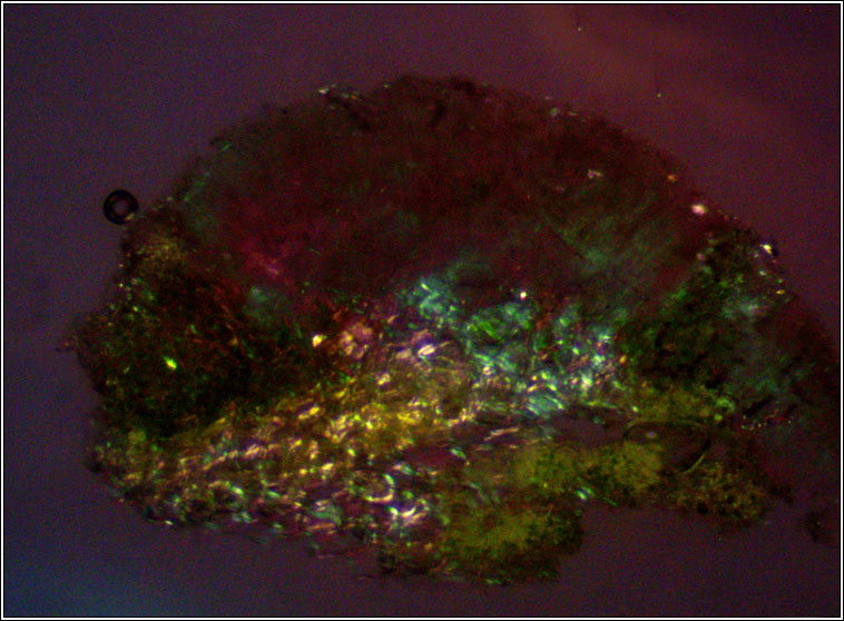 Lecanora hagenii