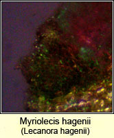 Myriolecis hagenii, Lecanora hagenii