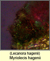 Myriolecis hagenii, Lecanora hagenii