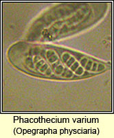 Phacothecium varium (Opegrapha physciaria)