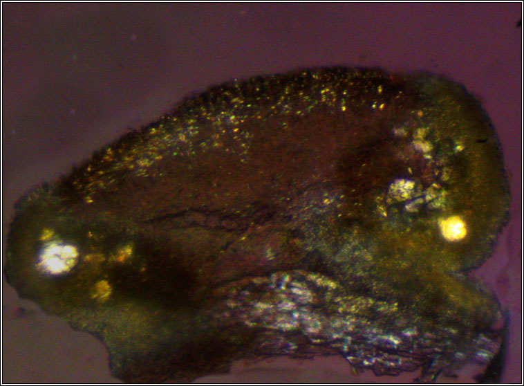 Lecanora pulicaris