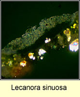 Lecanora sinuosa