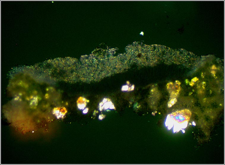 Lecanora sinuosa (polarised light)