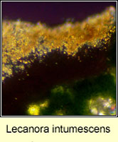 Lecanora intumescens