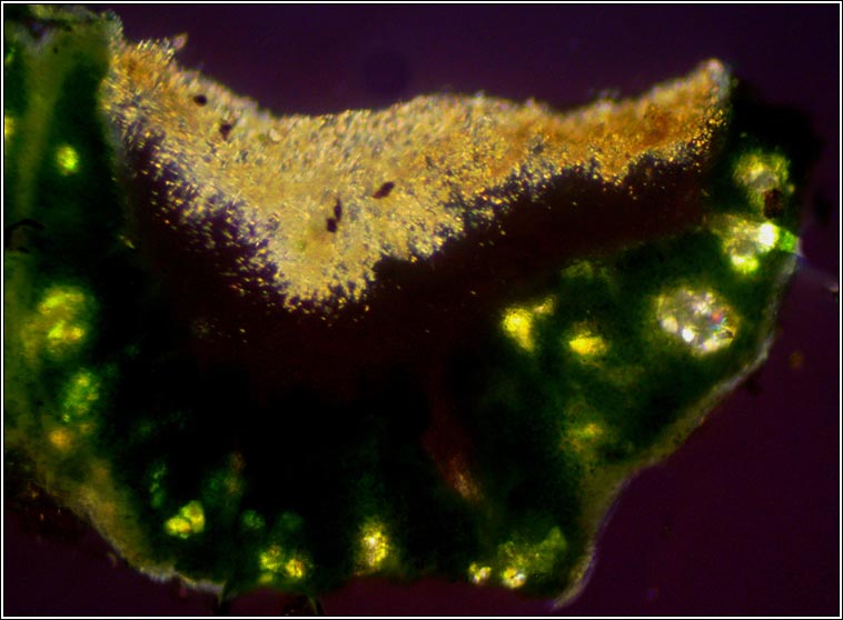 Lecanora intumescens