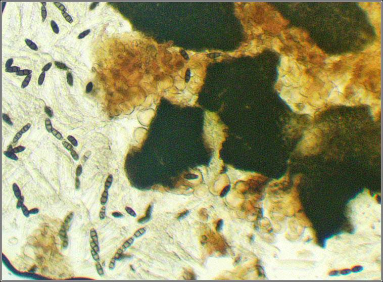 Pyrenidium actinellum