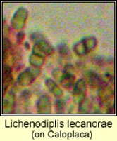 Lichenodiplis lecanorae on Caloplaca