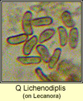 Q Lichenodiplis on Lecanora