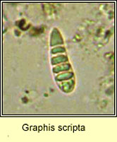 Graphis scripta, old spores micro photo