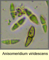 Anisomeridium viridescens