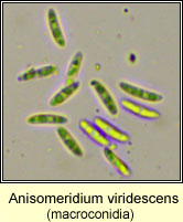 Anisomeridium viridescens