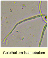 Celothelium ischnobelum