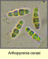 Arthopyrenia cerasi