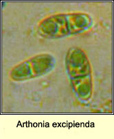 Arthonia excipienda