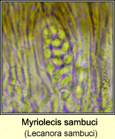 Myriolecis sambuci (Lecanora sambuci)