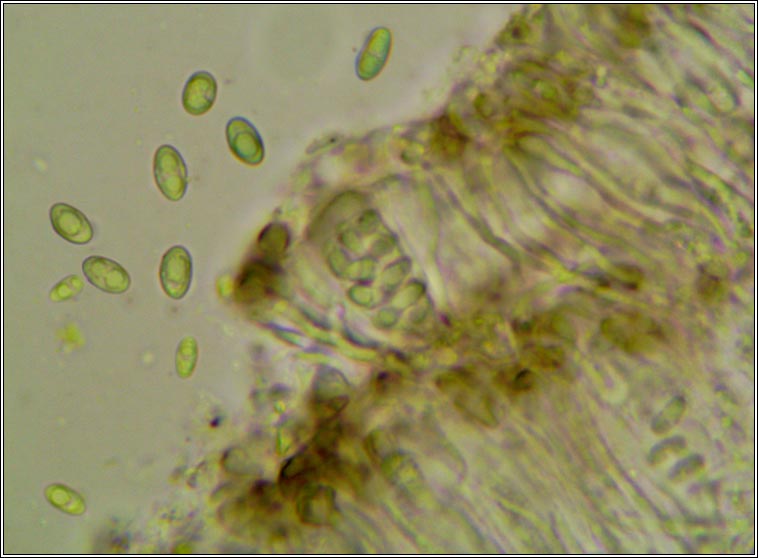 Myriolecis sambuci, Lecanora sambuci