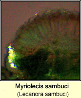 Myriolecis sambuci (Lecanora sambuci)