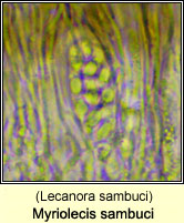 Myriolecis sambuci (Lecanora sambuci)