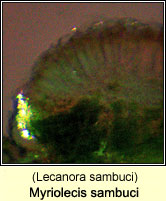 Myriolecis sambuci (Lecanora sambuci)