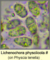 Lichenochora physciicola (on Physcia)