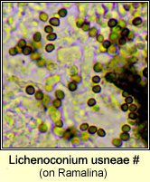 Lichenoconium usneae (on Ramalina)