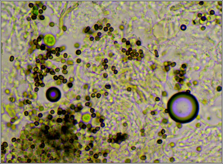 Lichenoconium usneae