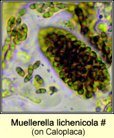 Muellerella lichenicola (on Caloplaca)