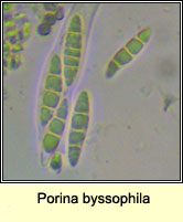 Porina byssophila