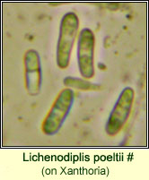 Lichenodiplis poeltii (on Xanthoria)