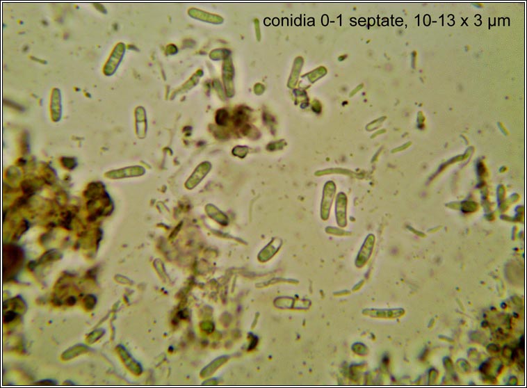 Lichenodiplis poeltii