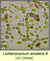 Lichenoconium erodens (on Usnea)