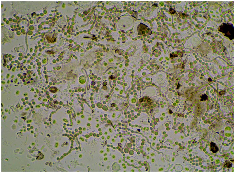 Lichenoconium erodens