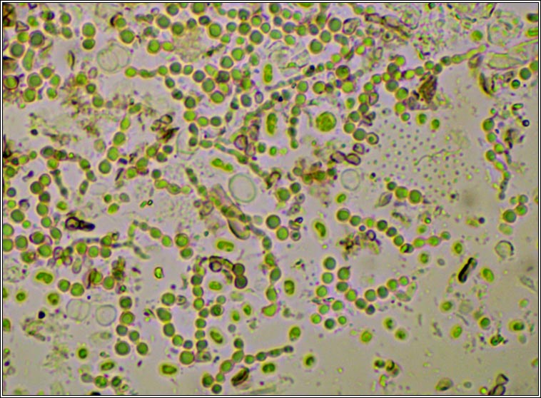 Lichenoconium erodens