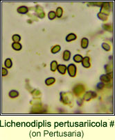 Lichenodiplis pertusariicola (on Pertusaria)