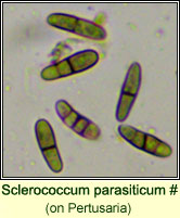 Sclerococcum parasiticum (on Pertusaria)