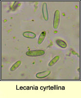 Lecania cyrtellina