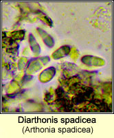 Diarthonis spadicea (Arthonia spadicea) 