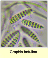 Graphis betulina