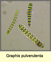 Graphis pulverulenta