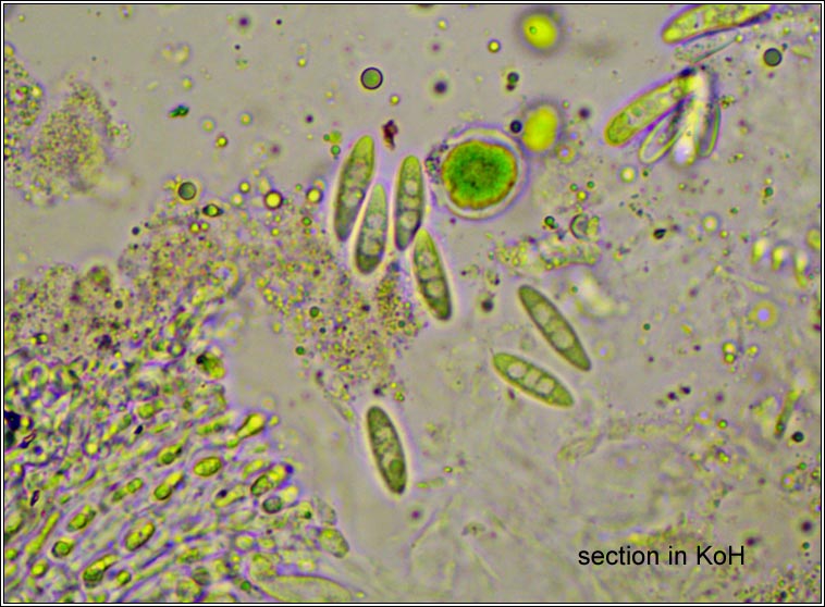 Telogalla olivieri