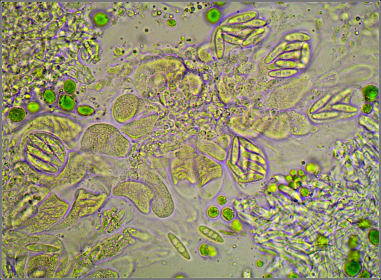 Telogalla olivieri