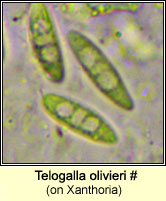 Telogalla olivieri (on Xanthoria)