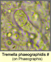 Tremella phaeographidis (on Phaeographis)