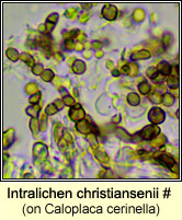 Intralichen christiansenii (on Caloplaca)